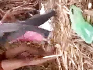 जर्मन माँ दिखाएँ हिं ...